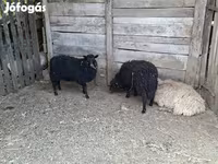 母羊, Baerchuke sheep — 照片 1