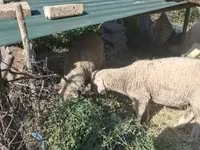 Widder, Merino sheep — Foto 2