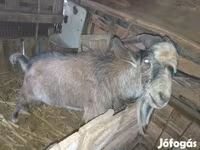 Ziegenbock, Ziegen — Foto 3