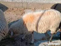 كبش, الأغنام — الصورة 2