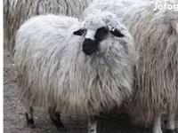 Widder, Racka sheep — Foto 1