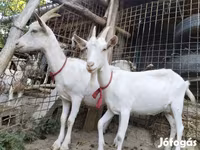 बकरी, Saanen goat — फ़ोटो 8