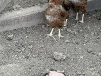 Chickens — fotografija 3