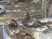 Domestic Muscovy — photo 5