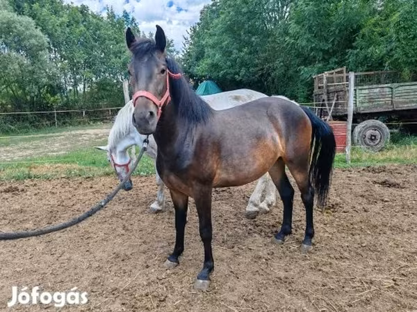 Yegua, Caballos
