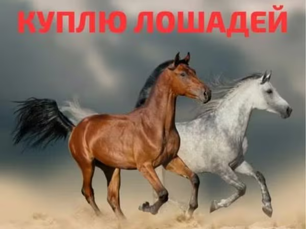 Jument, Chevaux