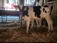 Bulle, Russian Black pied cattle — Foto 2