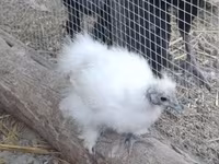 Silkie — foto 6