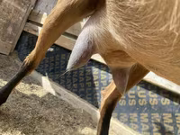 Chèvre, Saanen goat — photo 5