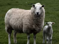 Ovan, Suffolk sheep — fotografija 5