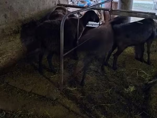 Bélier, Moutons
