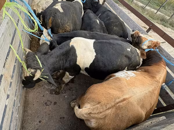 母牛, Simmental cattle