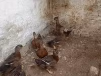 Ducks — Foto 2