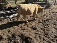 Krowa, Simmental cattle — zdjęcie 1