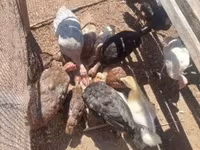 Turkeys — foto 1