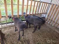 Qoç, Hissar sheep — foto 6