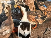 Ducks — foto 1