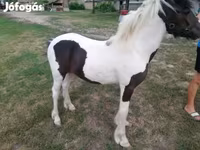 Pastuv, Hucul pony — fotografija 2