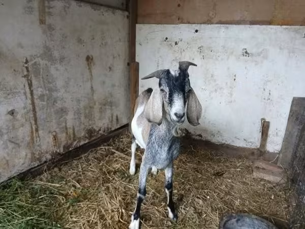 雄ヤギ, Nubian Goat — ハンガリー