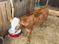 Toro, Simmental cattle — foto 1