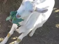 Koza, Saanen goat — fotografija 2