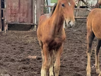 Kobila, Thoroughbred horse — fotografija 3
