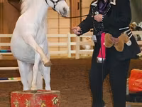 Kobila, Miniature horse — fotografija 5