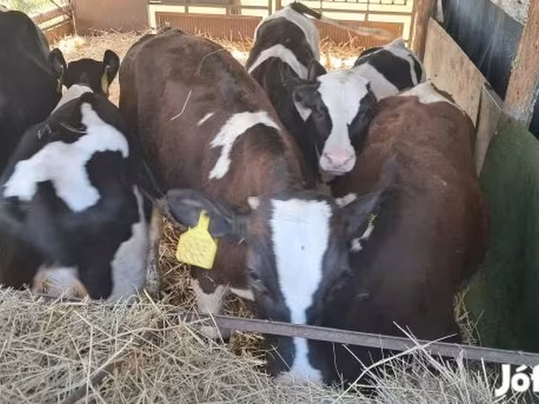 Bulle, Simmental cattle
