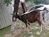 Ziege, Alpine goat — Foto 2