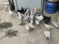 Chickens — 照片 1