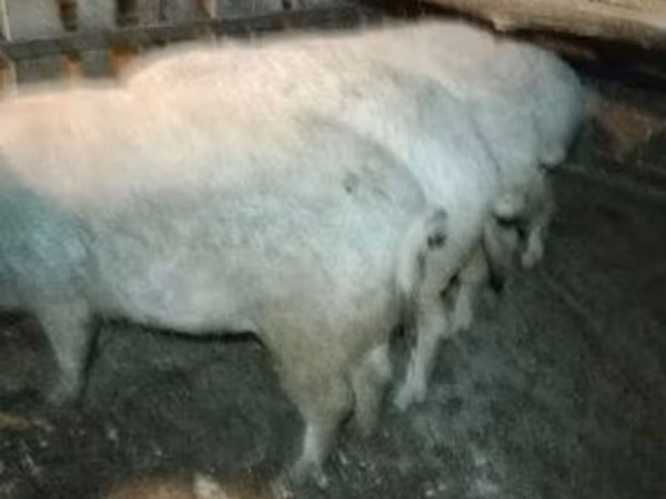 Verro, Мангалица
