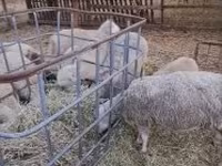 Ram, Cerry Hill sheep — photo 1