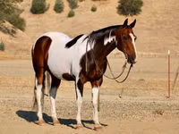 Pastuv, National Show Horse — fotografija 6