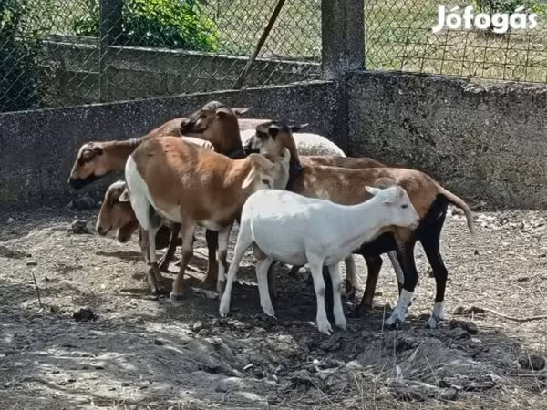 Schaf, Cameroon sheep