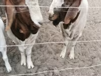 公山羊, Boer goat — 照片 2