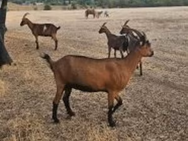 Коза, Альпийская коза