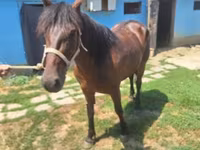 Égua, Cavalos — foto 1