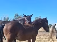 Caballo, Caballos — foto 1