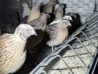 Quails — zdjęcie 4