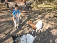 Taka, Dutch Landrace goats — 2-rasm