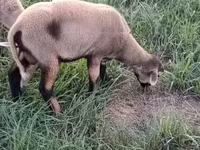 Қошқар, Cameroon sheep — 3-сурет