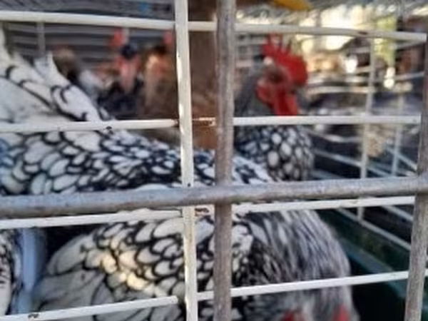 Chickens