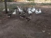 Geese — Foto 1