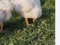Chickens — الصورة 2