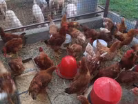 Chickens — fotografija 3