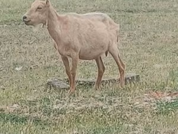 雄ヤギ, Alpine goat