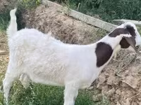 Коза, Boer goat — фото 1