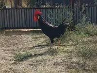Chickens — 照片 2
