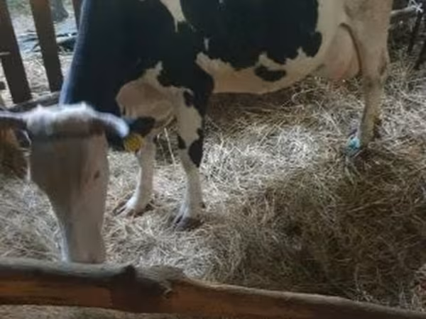 母牛, Russian Black pied cattle