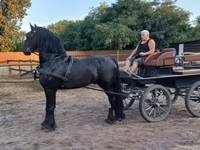 Cavalo, Friesian — foto 3